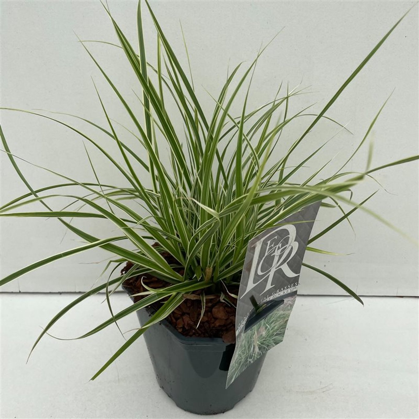 Pennisetum advena 'Sky Rocket' - C2